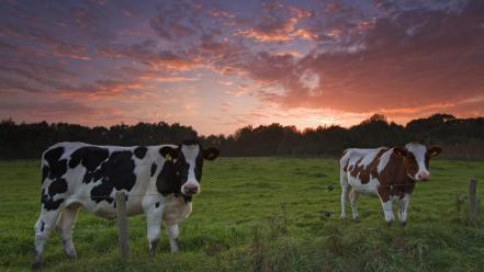 The netherlands cows sunset wallpaper