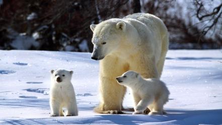 Animals baby polar bears white winter wallpaper