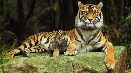 Animals baby tigers wallpaper
