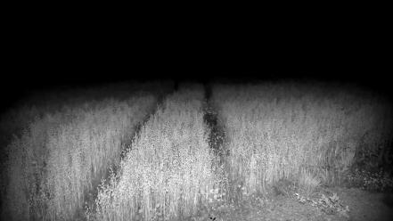Black fields horror monochrome nature wallpaper