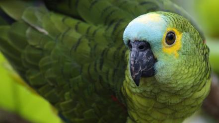 Brazil birds blue parakeets parrots wallpaper