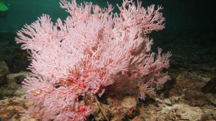 Coral reef sea underwater wallpaper