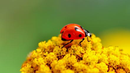 Flowers insects ladybirds macro nature wallpaper