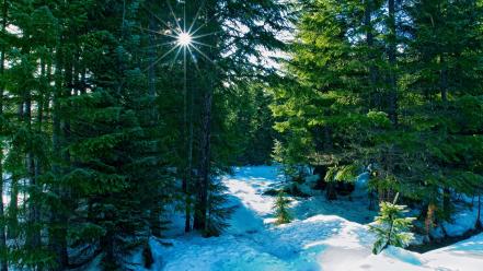 Forests nature snow winter wallpaper