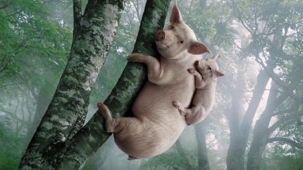 Koalas pigs trees wallpaper