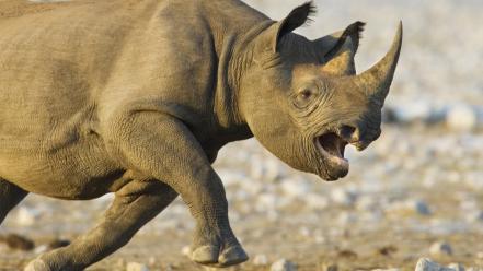 Namibia national park animals black rhinoceros charging wallpaper