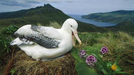 New zealand birds campbell flowers mountains wallpaper