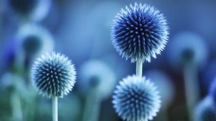Thistles abstract blue flowers macro wallpaper