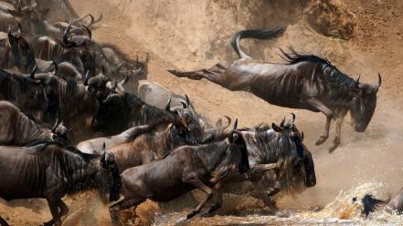 Africa national geographic nile animals gnu wallpaper