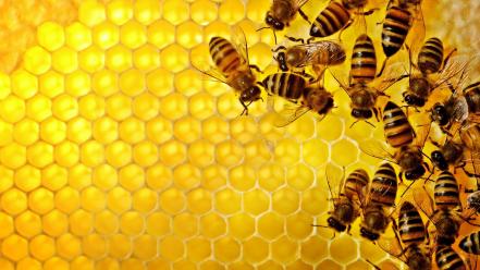 Bees honeycomb wallpaper