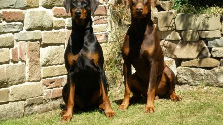 Doberman pinscher animals dogs wallpaper