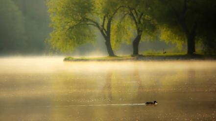 Ducks landscapes nature trees water wallpaper
