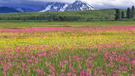 Flowers grass hills landscapes mountains wallpaper