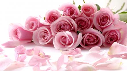 Flowers pink roses white background wallpaper