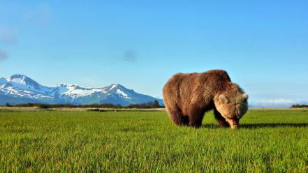 Virtual animals forests grass grizzly bears wallpaper