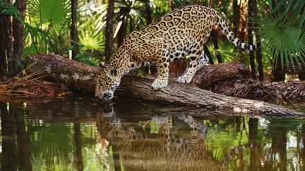 African jaguars lakes palm leaves reflections wallpaper