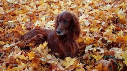 Animals autumn dogs fallen leaves irish setter wallpaper