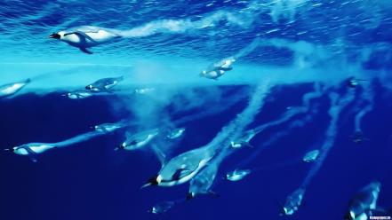 Animals birds diving penguins underwater wallpaper