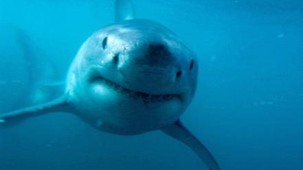 Animals fish great white shark predator sharks wallpaper