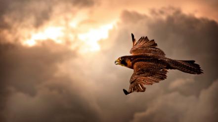 Birds falcon bird flight wallpaper