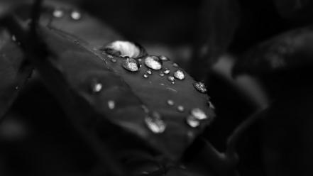 Black and white leaves nature water drops wallpaper