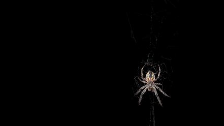 Black background bugs spiders web wallpaper