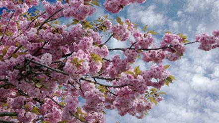 Blue skies cherry blossoms clouds flowers trees wallpaper