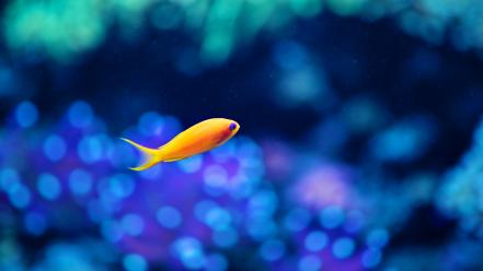 Bokeh fish goldfish orange water wallpaper