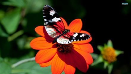 Butterflies insects orange flowers wallpaper