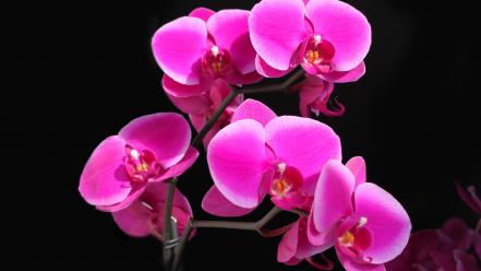 Flora flowers orchidea orchids wallpaper