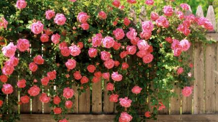Pink flowers roses wallpaper