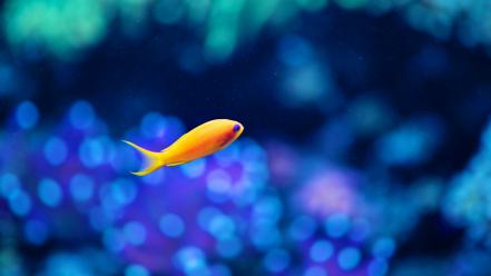 Seattle aquarium bokeh fish underwater wallpaper