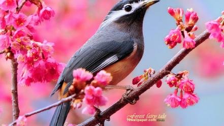 Whiteeared sibia animals birds blossoms pink flowers wallpaper
