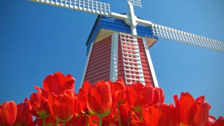 Amsterdam blue skies red flowers tulips windmills wallpaper
