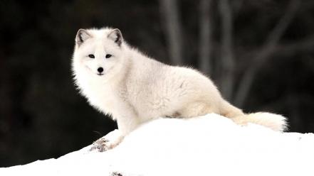Animals arctic fox foxes nature snow wallpaper