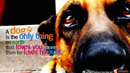 Animals dogs quotes text wallpaper