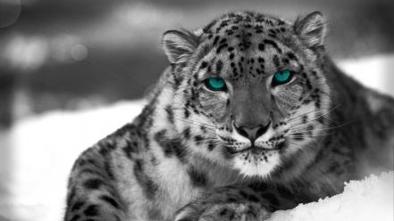Animals monochrome snow leopards wallpaper