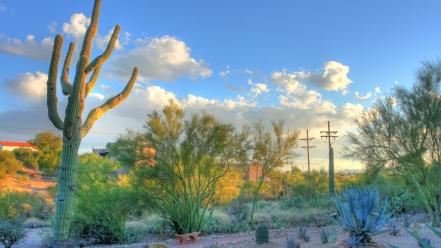 Arizona tucson cactus deserts wallpaper