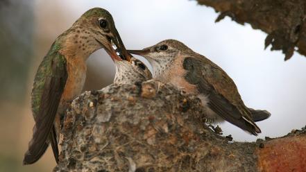 Baby birds hummingbirds nest wallpaper