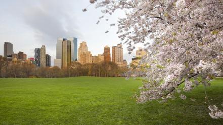 Central park york cherry blossoms meadows sheep wallpaper