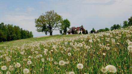 Dandelions fields landscapes nature wallpaper