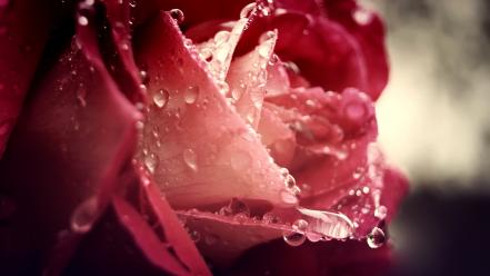 Dew flower petals flowers macro pink wallpaper