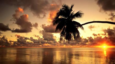 Mauritius beaches clouds coconut tree nature wallpaper