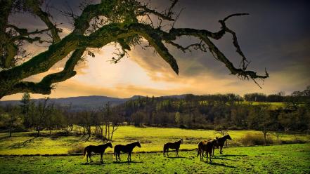 Oregon horses meadows nature wallpaper