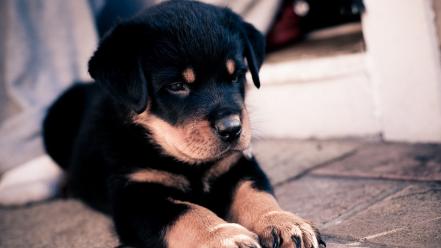 Rottweiler animals baby dogs nature wallpaper