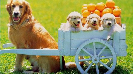 Animals baby cart dogs fruits wallpaper