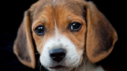 Animals beagle dogs puppies wallpaper