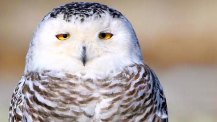 Animals birds owls snowy owl wallpaper