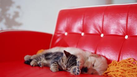 Animals cats couch dogs kittens wallpaper