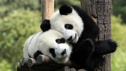 Animals mammals nature panda bears wallpaper